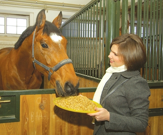 В России выросло производство комбикормов для лошадей