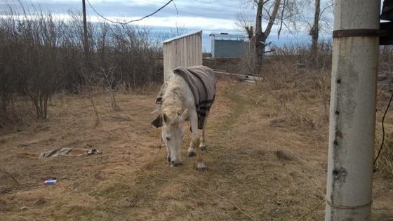 Сотрудники МЧС из Серова эвакуировали лошадь из затопленной конюшни