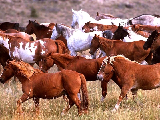 Казахстан получил официальный статус страны, свободной от болезней лошадей