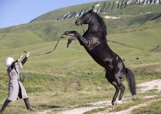 Карачаевские лошади 