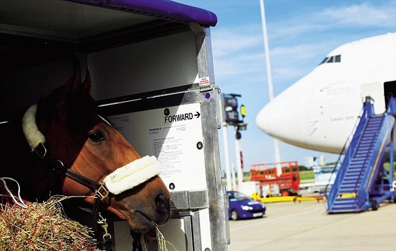 Лошади олимпийских сборных летят в Рио!