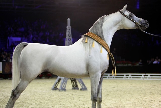 Чемпионат мира арабских лошадей