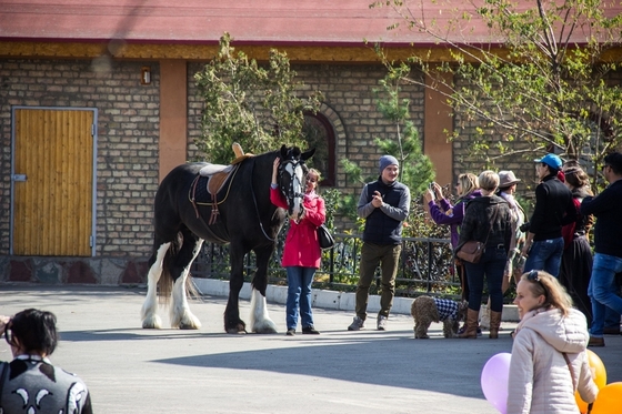 Международная конная выставка KazEqui-2016