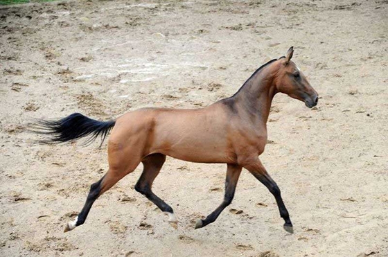 Конное подворье "ИРЭН" предлагает на продажу племенных лошадей ахалтекинской породы.