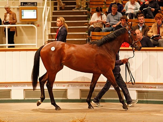 Завтра открывается аукцион Tattersalls Foal Sale.