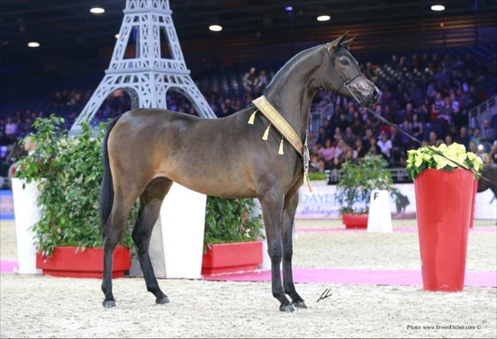 В Париже проходит крупнейшая конная выставка Salon du Cheval.