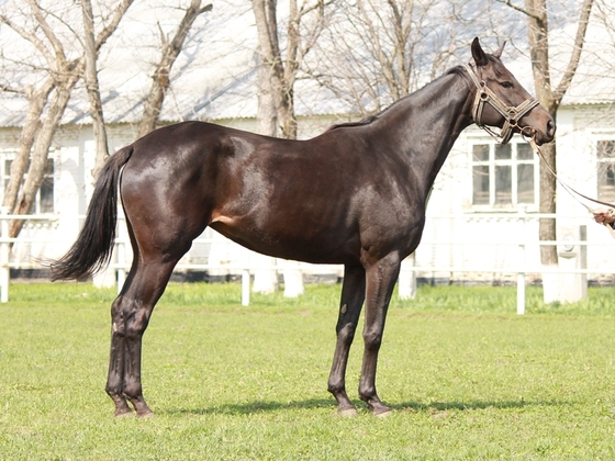 На конном заводе "Восход" пройдет весенний аукцион лошадей чистокровной верховой породы.