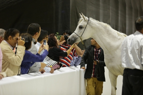 В Дубае пройдет Чемпионат арабских лошадей