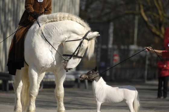 В Германии началась конная выставка Эквитана