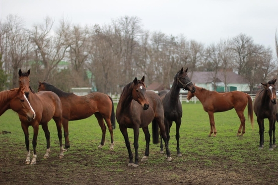 Конный завод «Восход»: на аукционе было продано лошадей чистокровной верховой породы на 2,5 млн рублей.