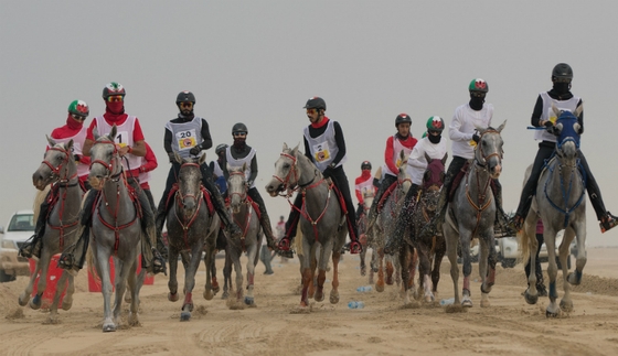 Бахрейн умалчивает о травмах лошадей на пробегах?