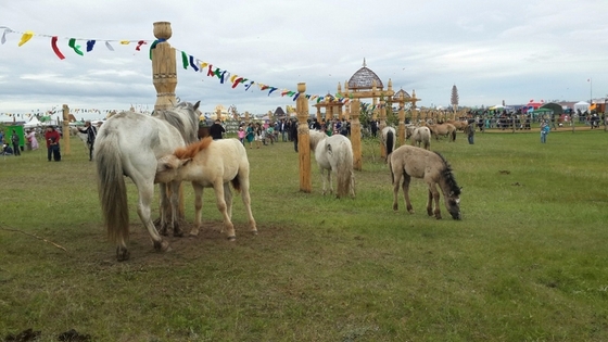 В Якутии в рамках праздника Ысыах Туймаады пройдут скачки на приз Главы Республики Саха