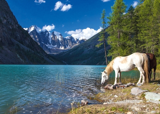 Алтай, любовь моя