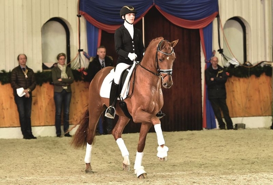 Новая лошадь Дидерика ван Сильфхаута.