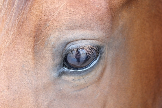 Глаза арабских лошадей самые чувствительные. 