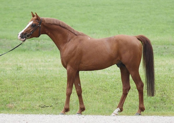 Араб, рожденный в России, лицензирован Союзом заводчиков немецких спортивных лошадей.