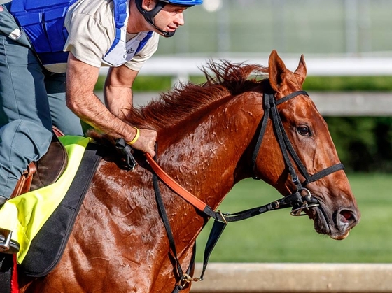 Сегодня ночью: самая дорогая скачка планеты – Pegasus World Cup Invitational