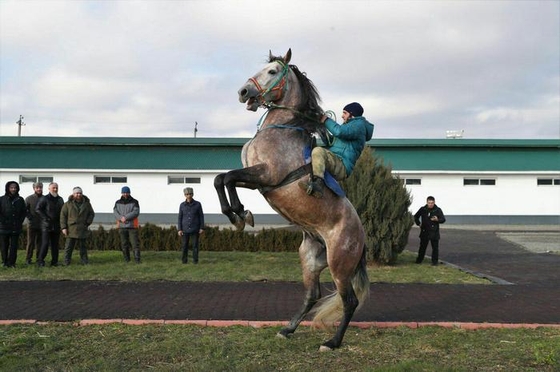 В Чечне появится новая порода лошадей