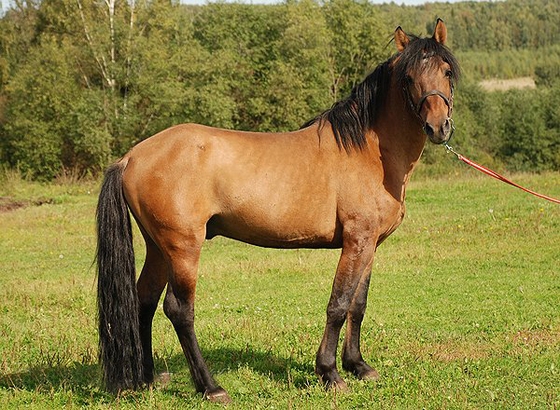 Российские породы лошадей представят на выставке в Америке