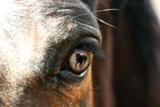 Ветеринар для лошадей