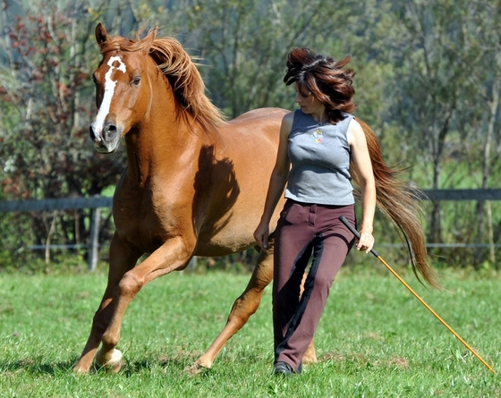 Плювинель и Парелли или что такое Natural Horsemanship? // ЗМ №6 (97) 2010