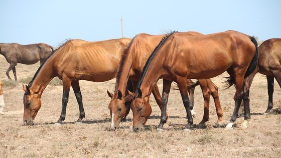 В Дагестане будут разводить ахалтекинских лошадей