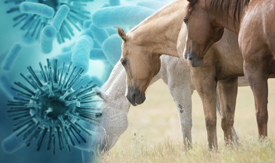 В Великобритании диагностирована африканская чума лошадей
