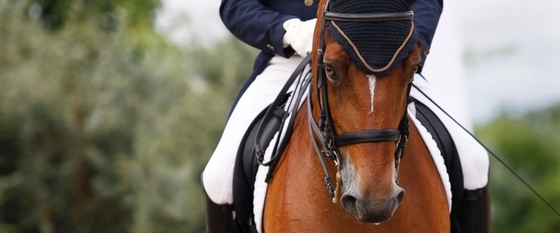 Россия и Сирия будут вместе развивать конный спорт