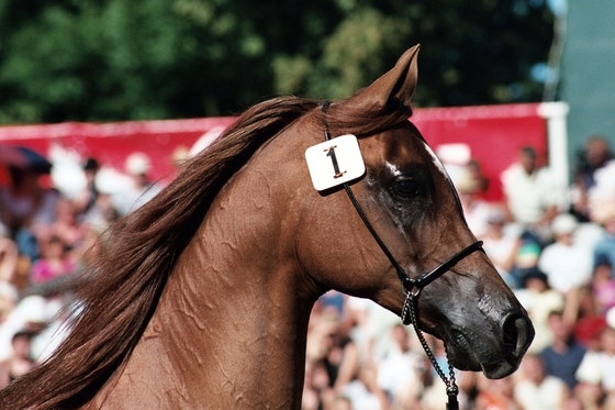 Фестиваль арабских лошадей в Шаморине
