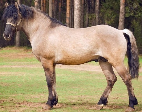 В Удмуртии озаботились сохранением вятской породы лошадей