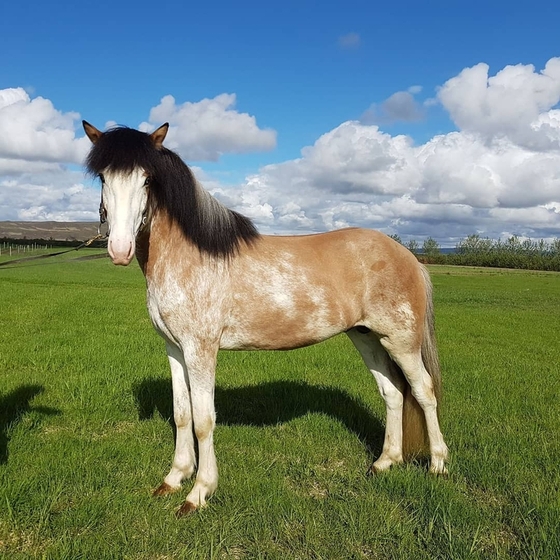 В Исландии нашли лошадь уникальной масти