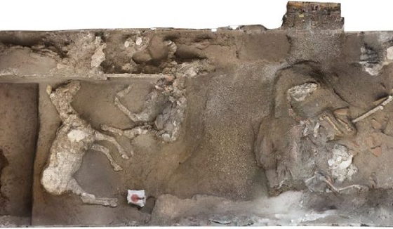В Помпеях раскопали останки еще двух лошадей