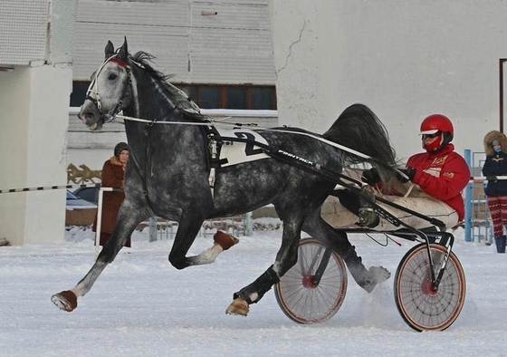 Подковы Royal Kerckhaert теперь можно купить на ЦМИ