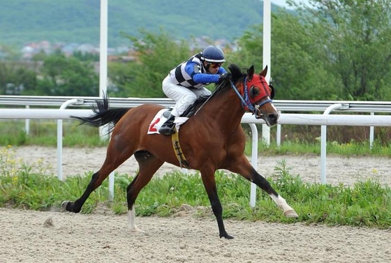 Лошади Валентина Бухтоярова продолжают побеждать на Краснодарском ипподроме
