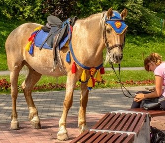 Директор Московского зоопарка предложила запретить коммерческую эксплуатацию лошадей в столице