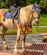 Директор Московского зоопарка предложила запретить коммерческую эксплуатацию лошадей в столице