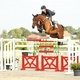 Аутстэндинг продан с аукциона Sport Horse sales
