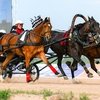 Приз Президента РФ: Элитная веха российских скачек