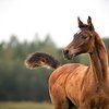 Ну и натворили... Ганноверскому клубу евразии 20 лет