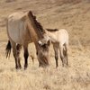 Первый жеребёнок лошади Пржевальского родился в Хакасии