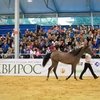 Эквирос приближается!