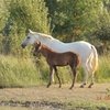 Лузитано: по пескам времени