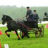 Про наш Чемпионат по драйвингу, лошадей, смелость и добро