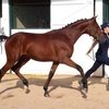 Всемирные конные игры. День 9. Аукцион годовичков в Довиле