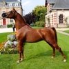 Всемирные конные игры. День 11. Праздник лошади Нормандии