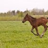 119 лет со дня рождения Сергея Есенина