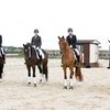 Молодые и дерзкие. Чемпионат России по выездке среди молодых лошадей