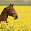 Поздравляем с праздником 8 марта!