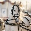 Госдума обратила внимание на орловского рысака