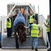Лошади сборной России по конному спорту прибыли в Рио-де-Жанейро 